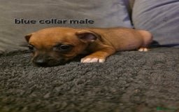 Staffordshire Bull Terrier dogs for sale: STUNNING KC RED STAFFORDSHIRE BULL TERRIER PUPS - Image 14