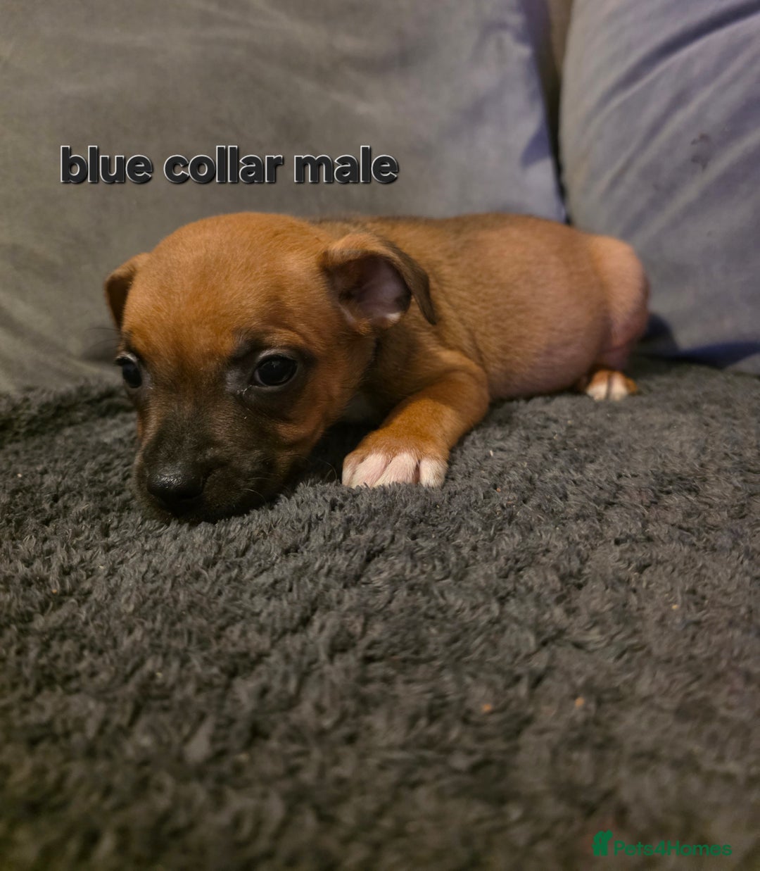 Staffordshire Bull Terrier dogs for sale: STUNNING KC RED STAFFORDSHIRE BULL TERRIER PUPS - Image 14