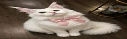 Maine Coon cats for sale: Pedigree xl mainecoon kittens  - Advert 1