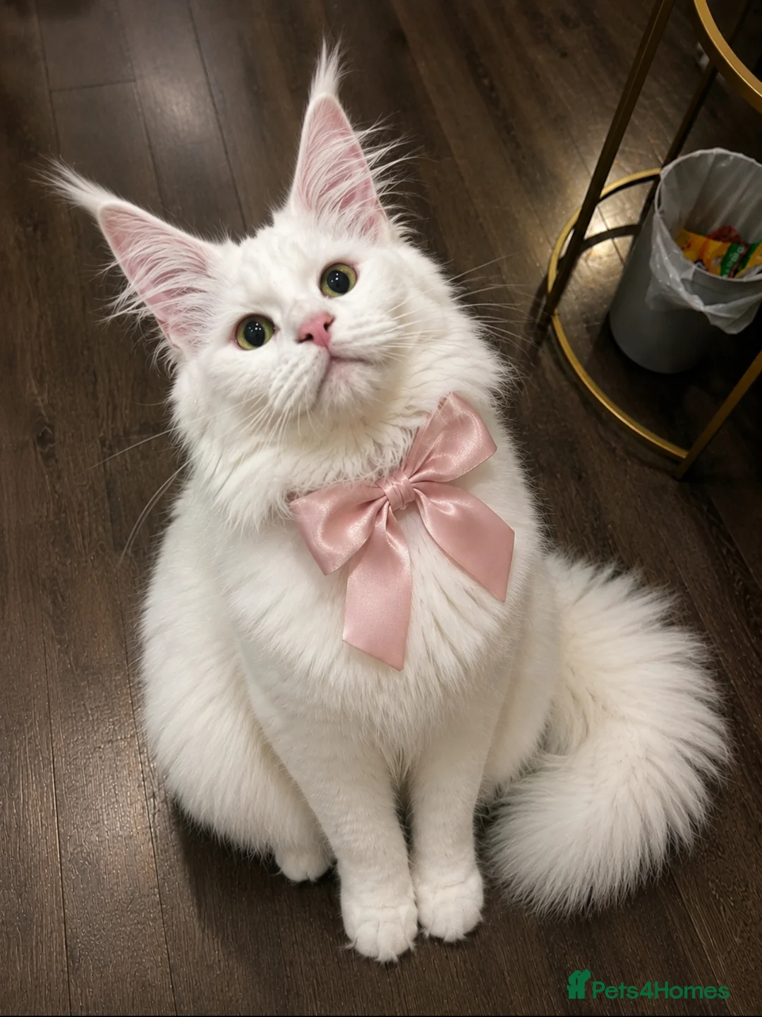 Maine Coon cats for sale: Pedigree xl mainecoon kittens  - Advert 1