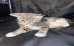 British Shorthair cats for sale: Silver grey tabby cats - Image 3