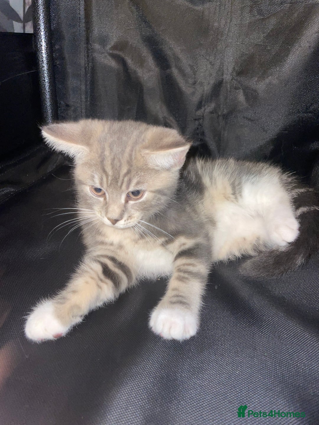 British Shorthair cats for sale: Silver grey tabby cats - Image 3