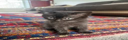 British Shorthair cats for sale: We have 2 little kittens looking for a new home  - Advert 13