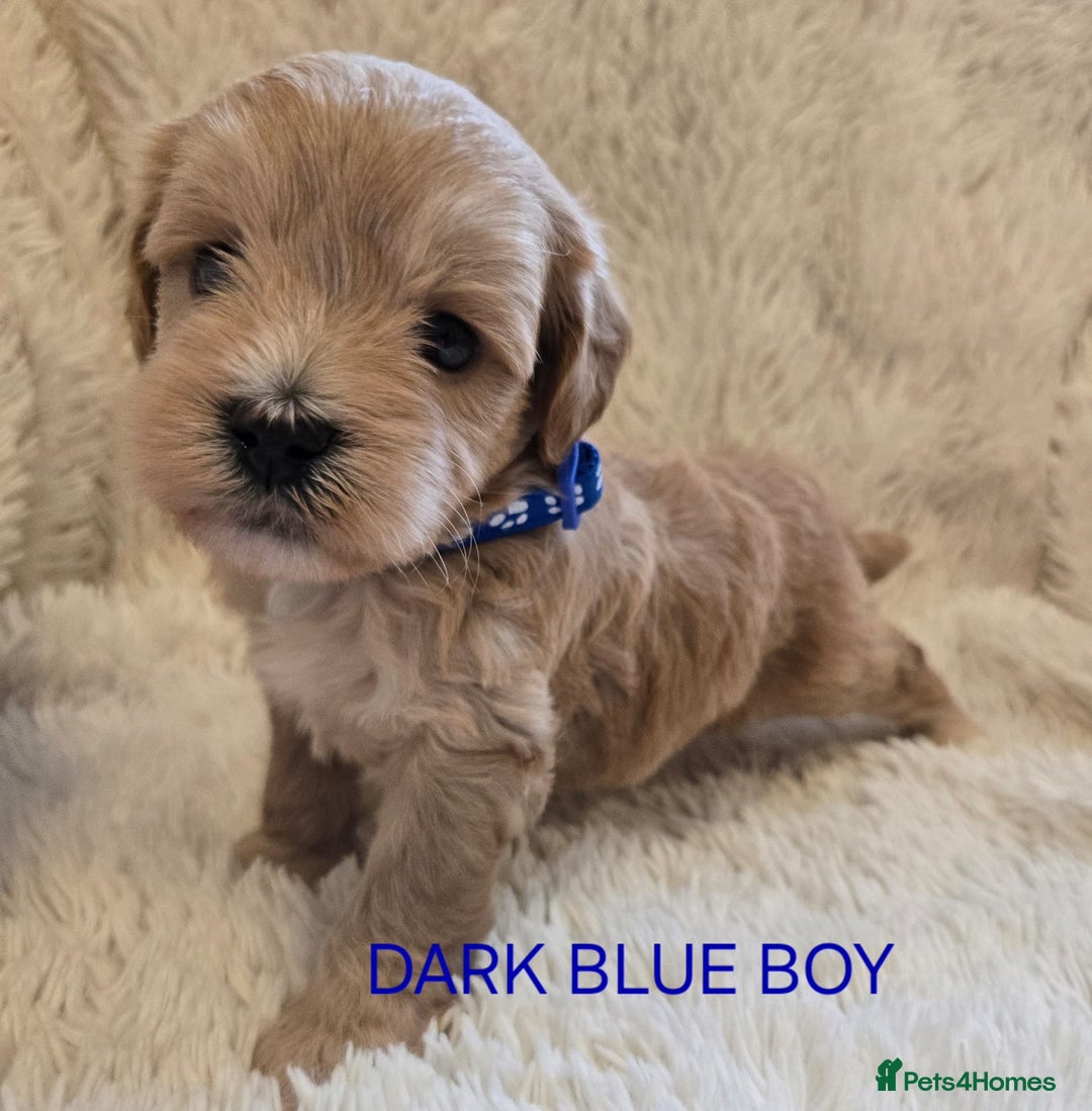 Tibetan Terrier dogs for sale: Adorable fluffy TToodle puppies  - Image 24