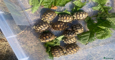Tortoise reptiles - Advert 8
