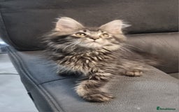 Maine Coon cats for sale: GCCF Pedigree Maine Coon Kittens for sale  - Image 2