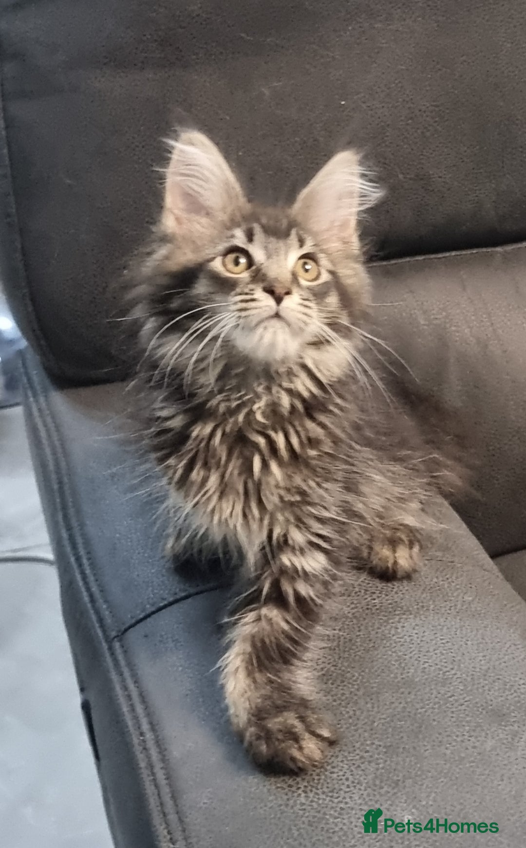 Maine Coon cats for sale: GCCF Pedigree Maine Coon Kittens for sale  - Image 2
