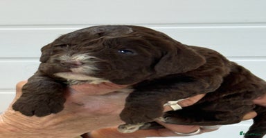 Cockapoo dogs Stunning F1B Cockapoos  - Advert 4