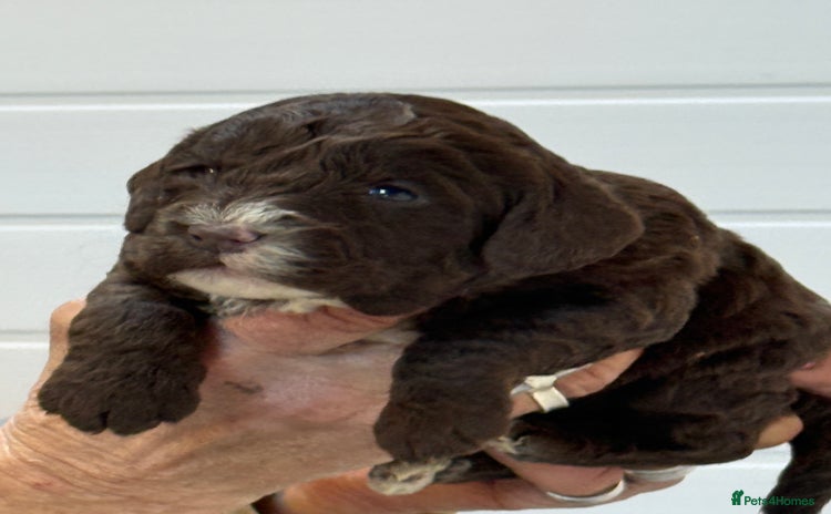 Cockapoo dogs Stunning F1B Cockapoos  - Advert 3