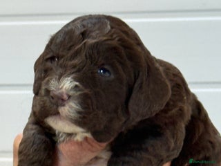 Cockapoo dogs Stunning F1B Cockapoos - Advert 3