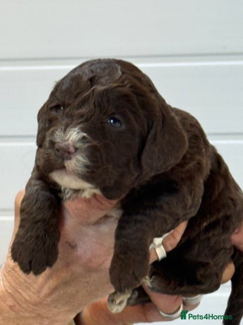 Cockapoo dogs Stunning F1B Cockapoos - Advert 1