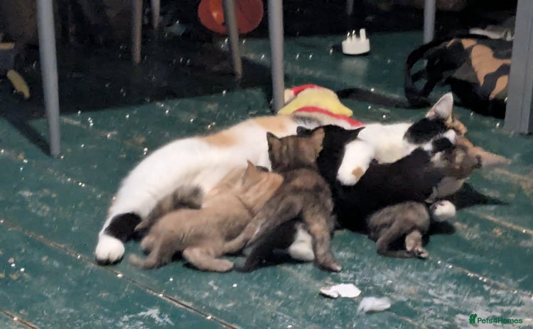 Mixed Breed cats - Advert 1