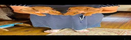 Dachshund dogs for sale: Stunning litter of dachshund pups  - Advert 12