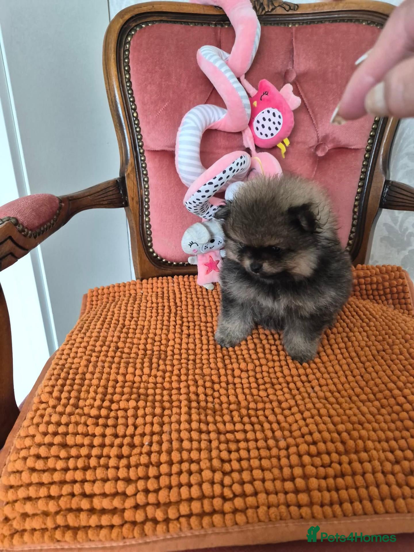 Pomeranian dogs Tiny Pomeranian Puppies - Advert 1