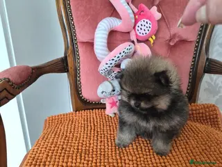 Pomeranian dogs Tiny Pomeranian Puppies - Advert 1