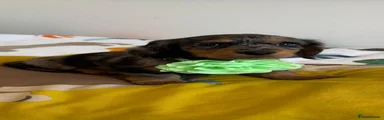 Dachshund 5