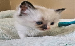 Ragdoll cats for sale: 7 beautiful fluffy Ragdoll cats.  - Image 17