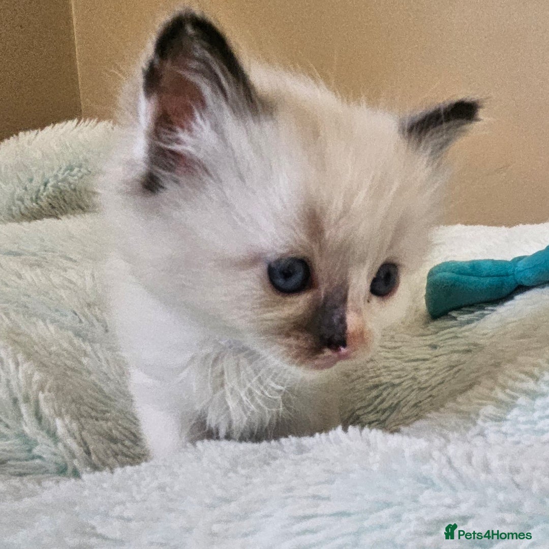 Ragdoll cats for sale: 7 beautiful fluffy Ragdoll cats.  - Image 17