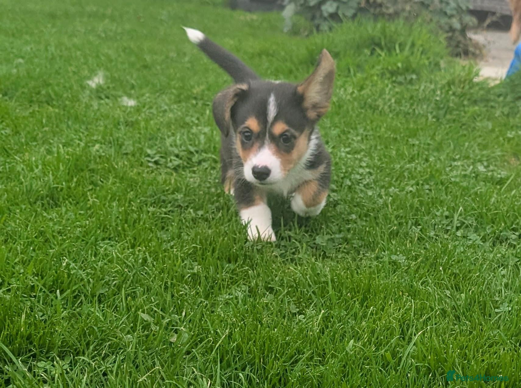 Welsh Corgi Cardigan dogs 🐶2 pups left - KC registered Cardiganshire corgi - Advert 1