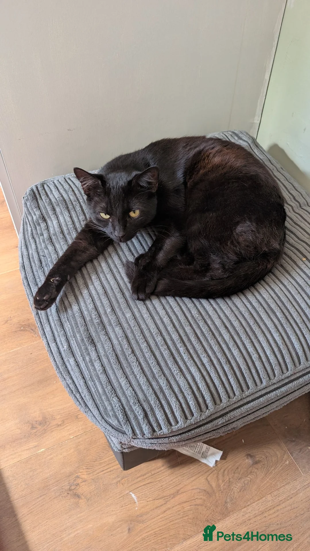 Mixed Breed cats for sale: Two male cats to be rehomed together  - Advert 1
