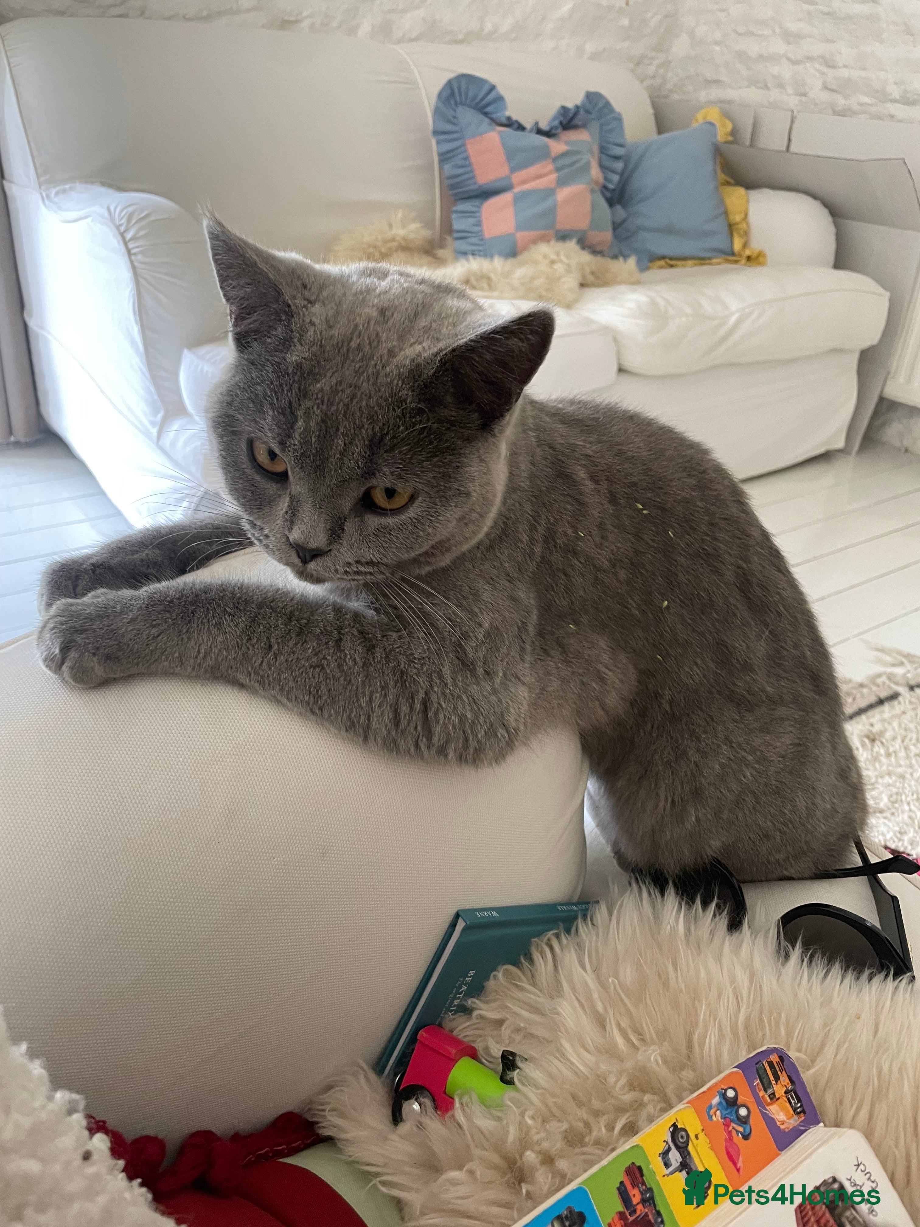 British Shorthair cats Moggy  - Advert 18
