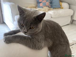 British Shorthair cats Moggy - Advert 19