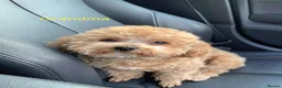 Toy Poodle dogs for sale: Asian Toy Poodle Puppies for Loving Homes ❤️🐶 - Advert 5