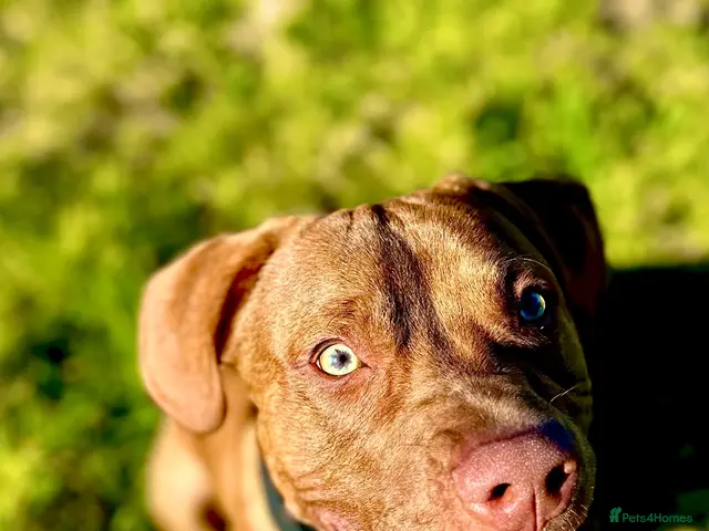 Mixed Breed dogs for sale: Two and a half year old presa canario staffy mix - Advert 5