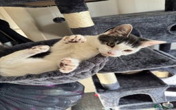 Mixed Breed cats for sale: 2 Grey and White, and 2 Fluffy Grey Kittens - Image 3