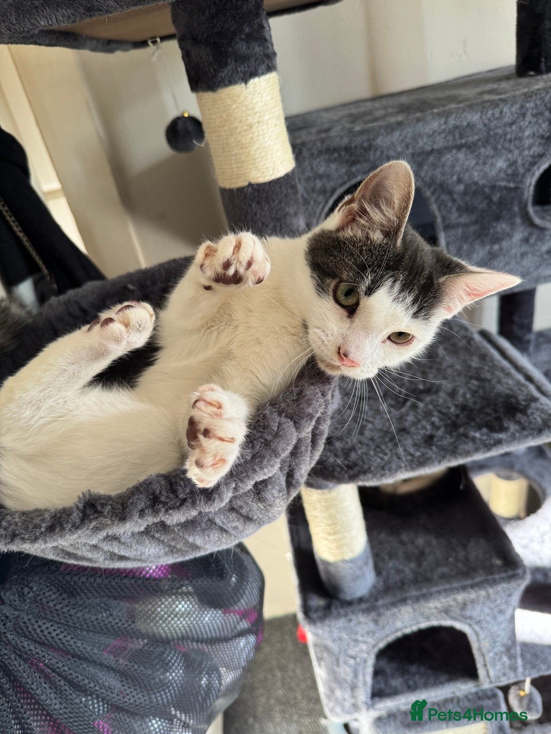 Mixed Breed cats for sale: 2 Grey and White, and 2 Fluffy Grey Kittens - Image 3