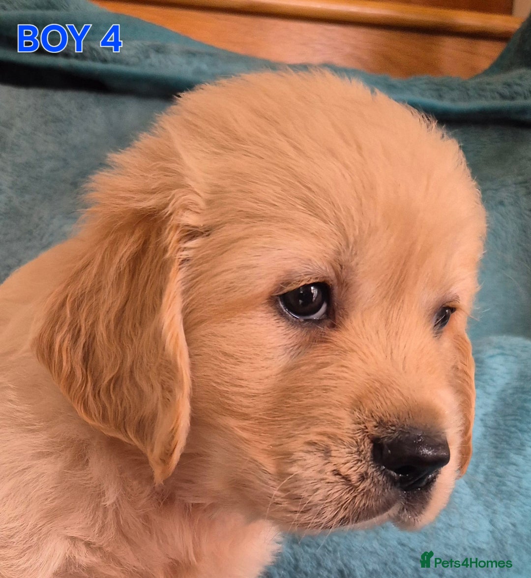Golden Retriever dogs for sale: Show type Golden Retrievers health tested parents - Image 15