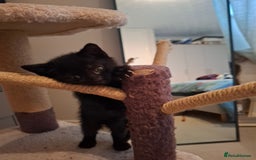 Mixed Breed cats for sale: seven funny kittens - Image 3