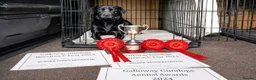 Labrador Retriever dogs for sale: Beautiful labrador puppies in Stirling - Advert 3