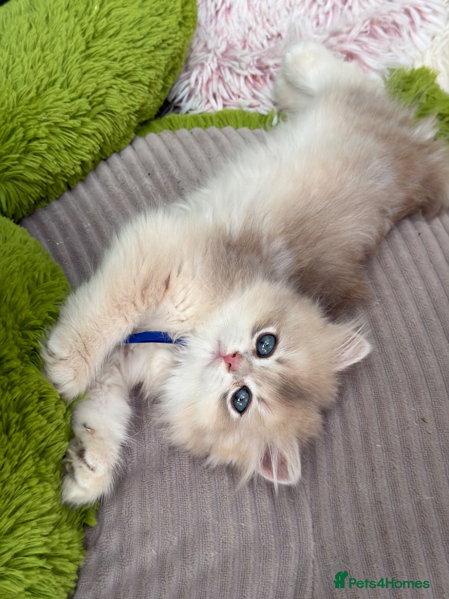 British Shorthair cats British shorthair blue golden kittens GCCF  - Advert 14
