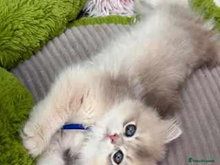 British Shorthair cats British shorthair blue golden kittens GCCF - Advert 14