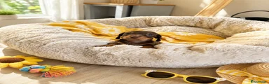 Miniature Dachshund 1