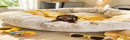 Miniature Dachshund dogs for sale: Stunning miniature kc dachshund pups for sale  - Advert 10