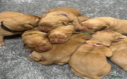 Labrador Retriever dogs for sale: Gorgeous KC Fox Red Labradors 🦊  - Image 7