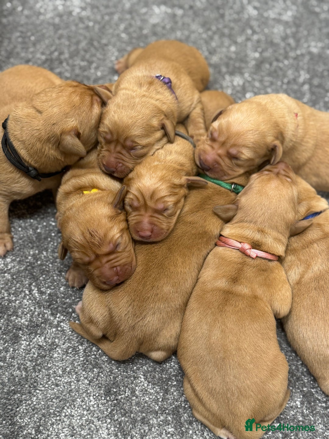 Labrador Retriever dogs for sale: Gorgeous KC Fox Red Labradors 🦊  - Image 7