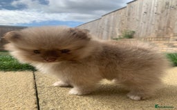 Pomeranian dogs for sale: Baby girl - Image 4