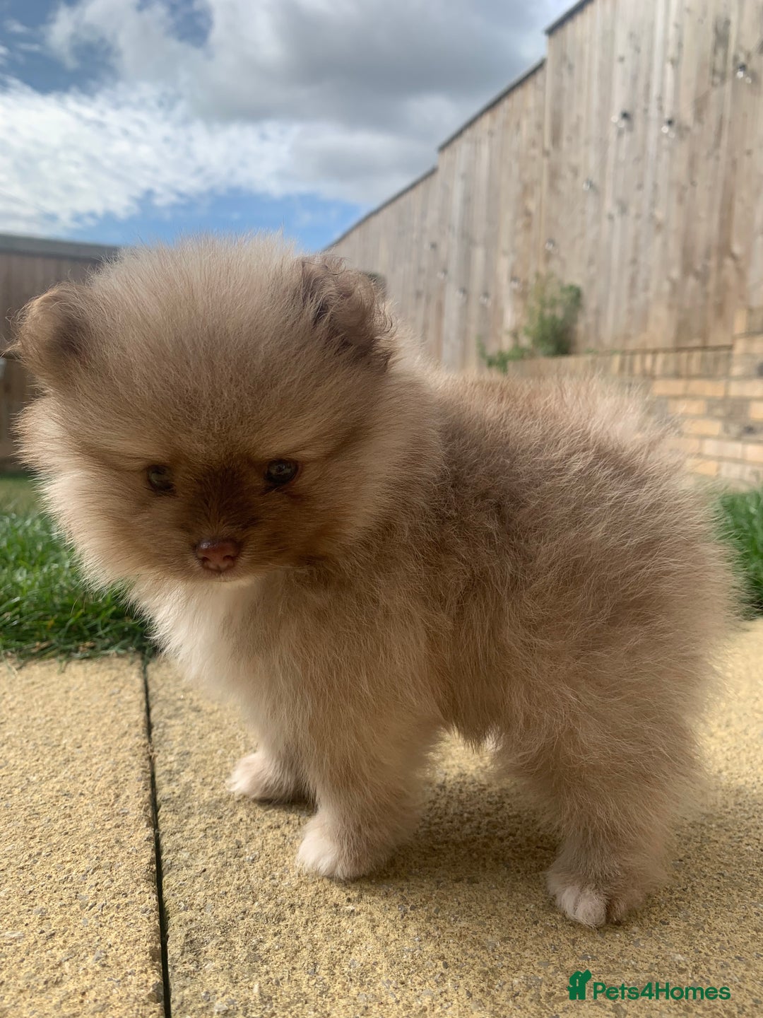 Pomeranian dogs for sale: Baby girl - Image 4
