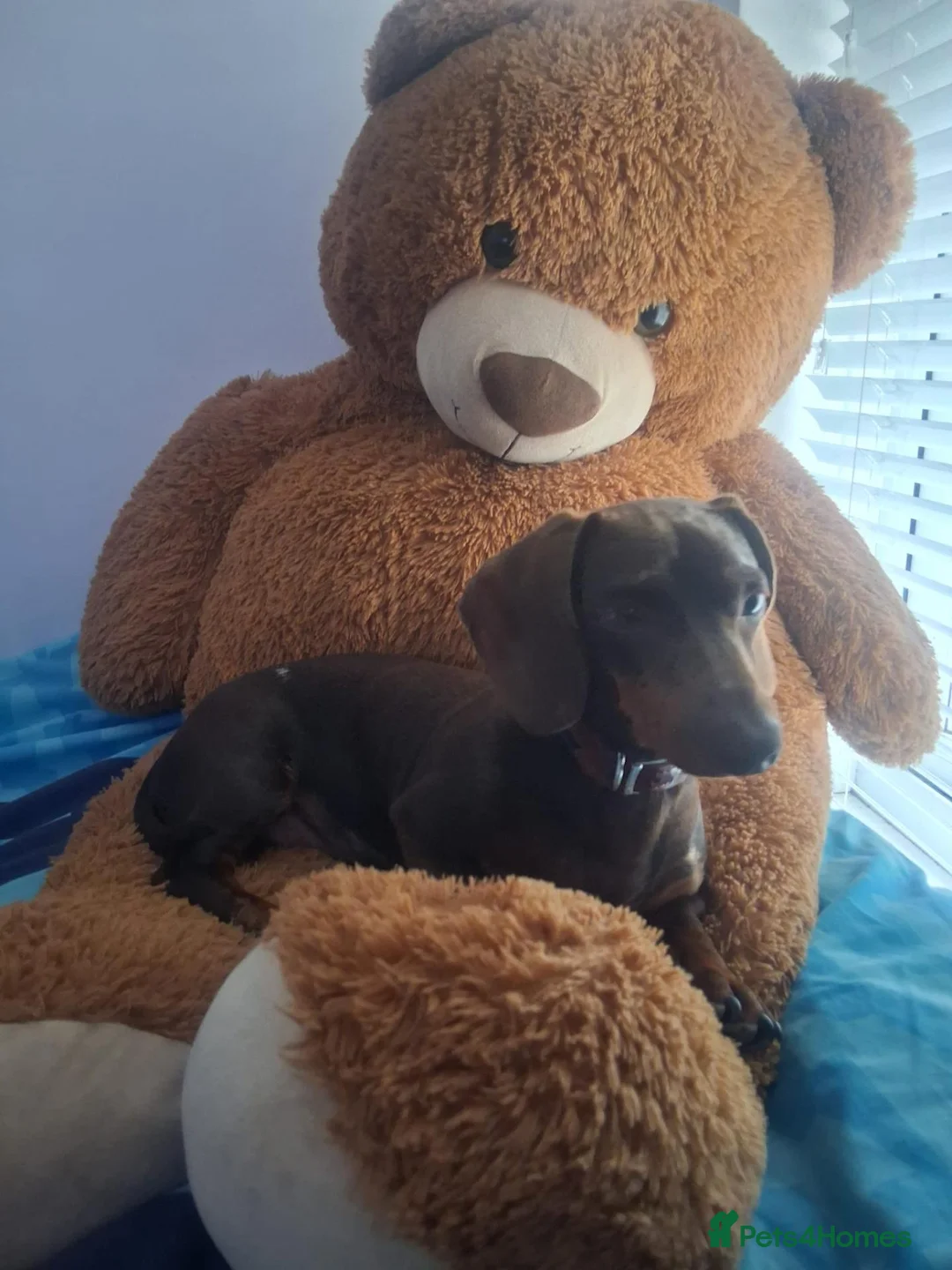Miniature Dachshund dogs for stud: Bruno the star - Advert 1