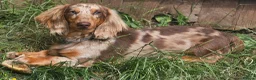 Miniature Dachshund dogs for stud: DUGGIE DOORSTOP ready for STUD - Advert 1