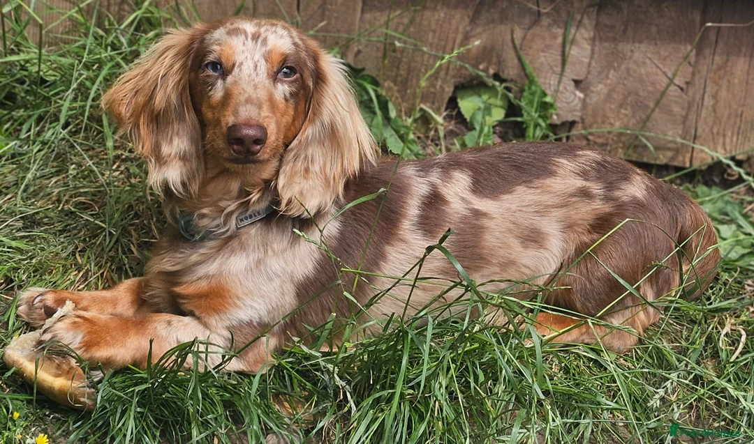 Miniature Dachshund dogs for stud: DUGGIE DOORSTOP ready for STUD - Advert 1