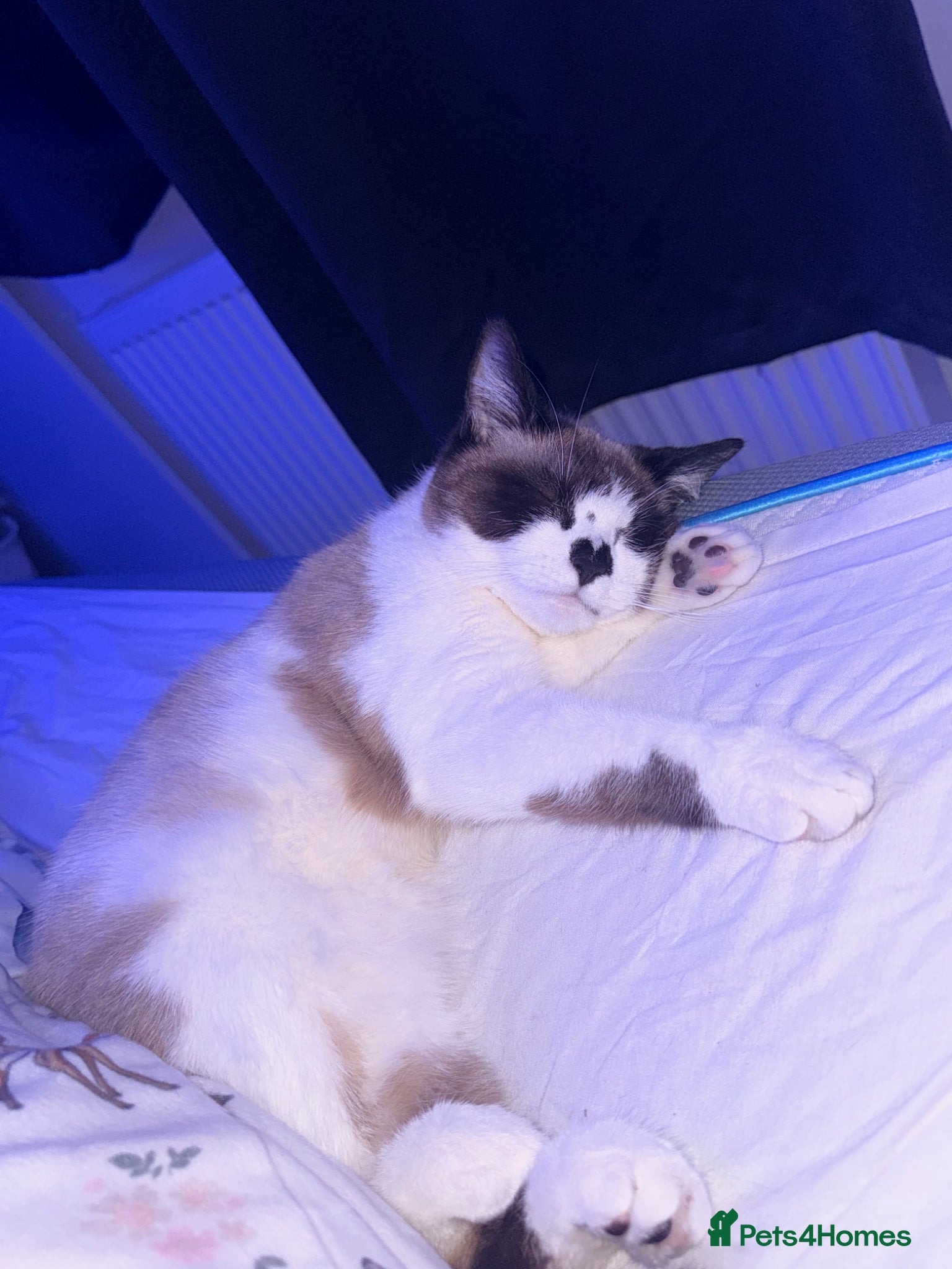 Mixed Breed cats Snowshoe kittens🐾 - Advert 1