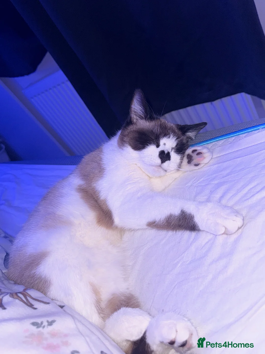 Mixed Breed cats for sale: Snowshoe kittens🐾 - Advert 1