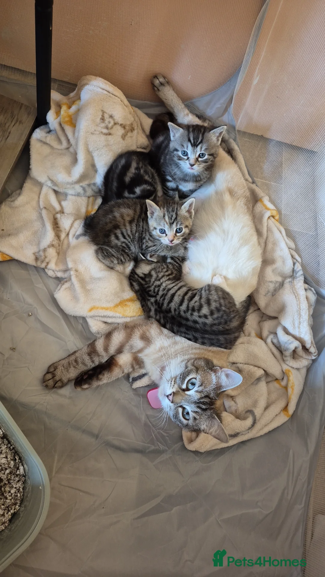 Mixed Breed cats for sale: Male kittens  - Advert 1