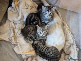 Mixed Breed cats Male kittens - Advert 15