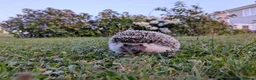 Pygmy Hedgehog rodents for sale: 11 month Old APH, with Full set up  in Truro - Advert 1