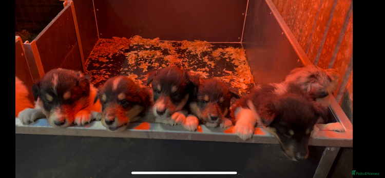 Rough Collie dogs - Advert 2